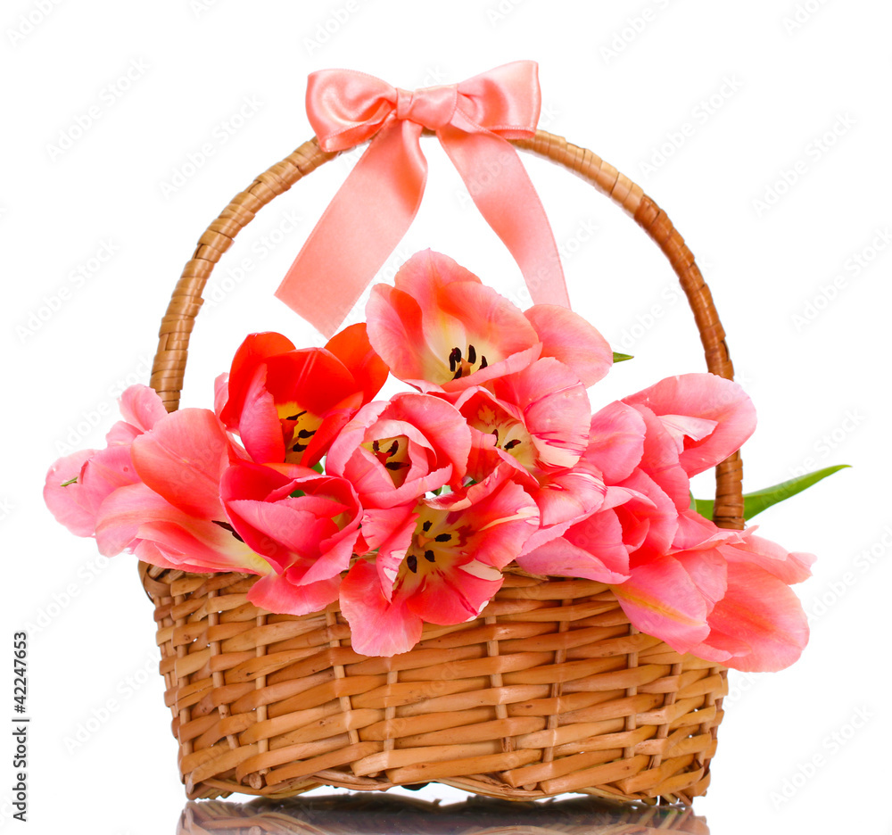 beautiful pink tulips in basket isolated on white. beautiful pink tulips in basket isolated on white.