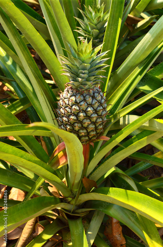 Fresh Pineapple in farm , Tropical fruits Fresh Pineapple in farm , Tropical fruits