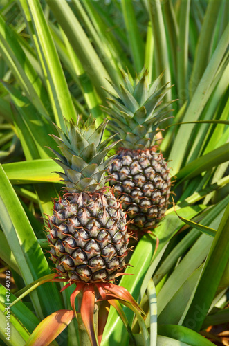 Fresh Pineapple in farm , Tropical fruits