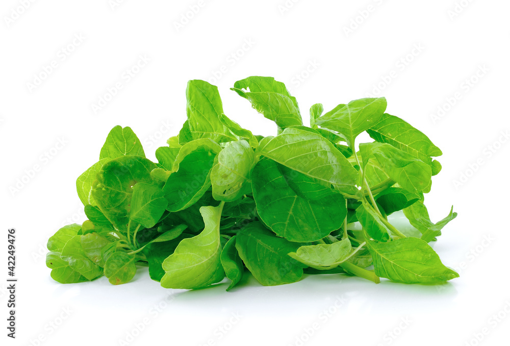 Spinach on white background Spinach on white background