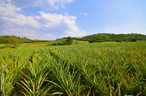 Pineapple farm , fruits field with beautiful sky