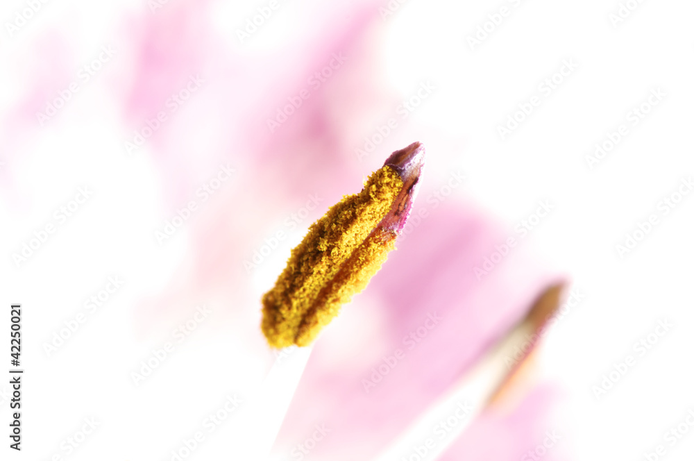 Fototapeta premium purple lily