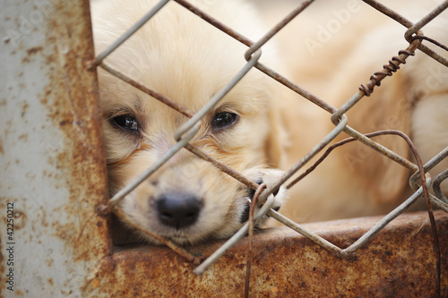 lonely dog in cage