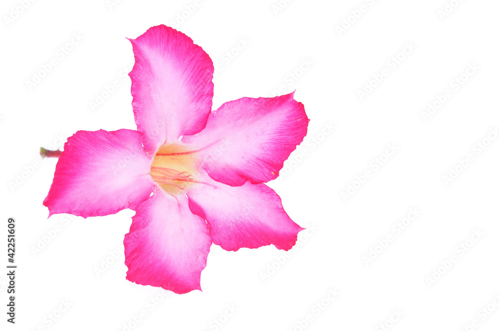 Naklejka premium isolated impala lily on white background