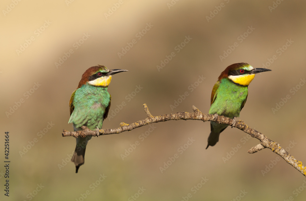Bee-eater Bee-eater