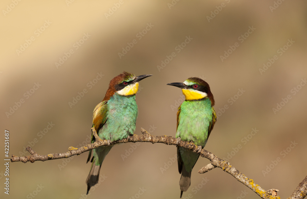 Bee-eater Bee-eater