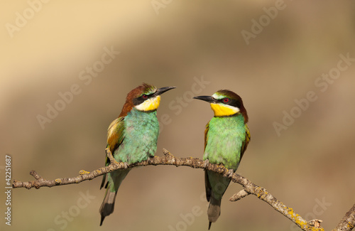 Bee-eater © 135pixels
