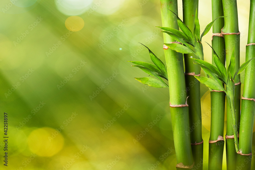 Obraz premium Świeży bambus na lata tle