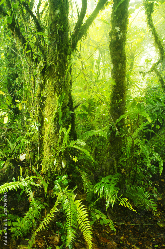 Fototapeta premium Mossy forest