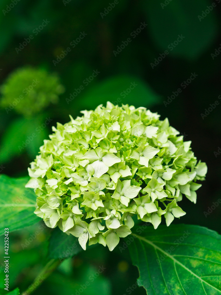 紫陽花 紫陽花