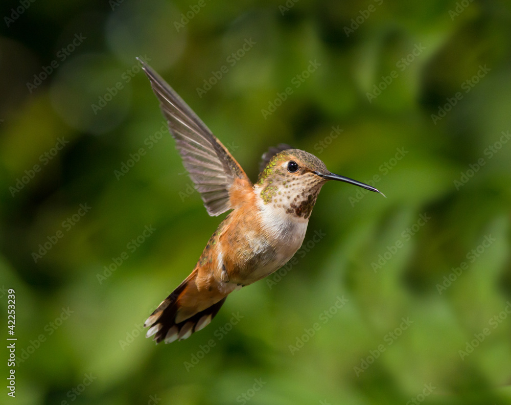 Fototapeta premium Hummingbird in flight