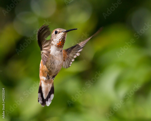 Hummingbird in flight