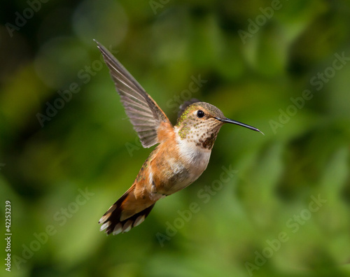 Hummingbird in flight © nbiebach