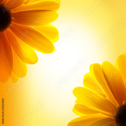 sunflower on yellow background
