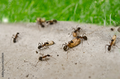ants working © mariazin