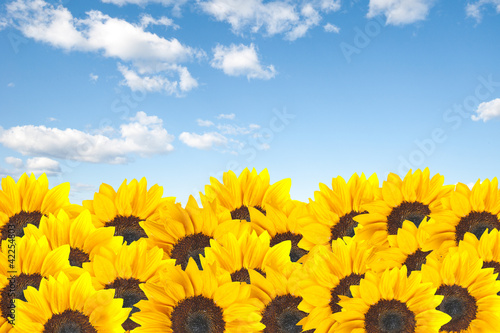 Sunflower on blue sky