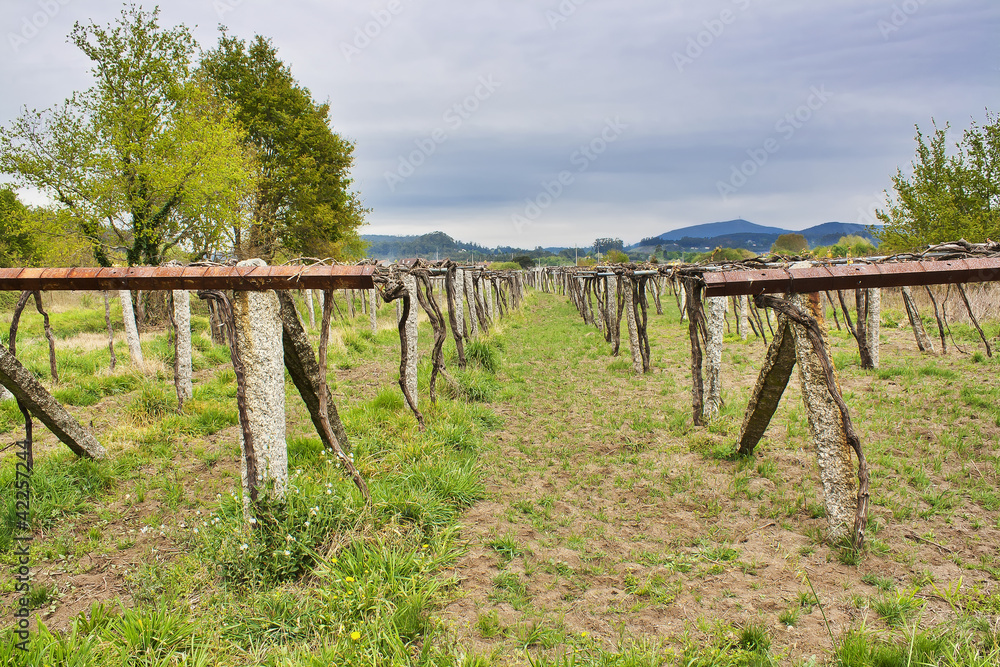 Cultivo de la vid en Galicia