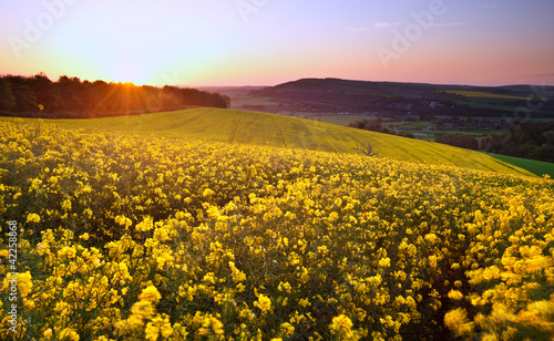 Beautiful sunrise over field of rapeseed in countryside photo