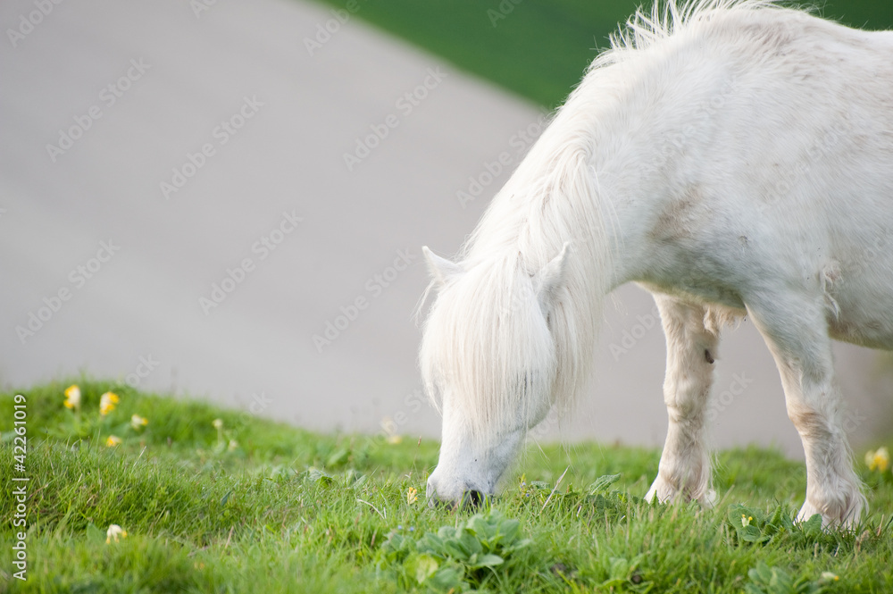 Obraz premium Portrait of farm horse animal in rural farming landscape