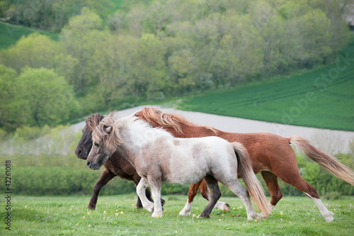 Portrait of farm horse animal in rural farming landscape