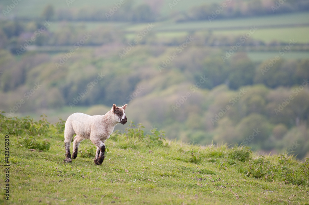 Spring lamb in Spring rural farm landscape Spring lamb in Spring rural farm landscape