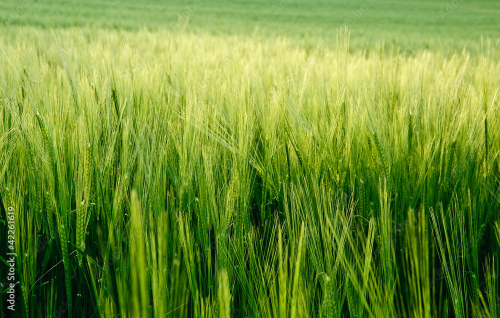 Beautiful field of fresh growth agrucultiral wheat Beautiful field of fresh growth agrucultiral wheat