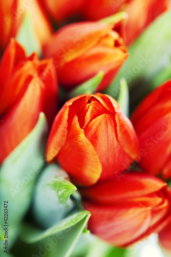 red tulips