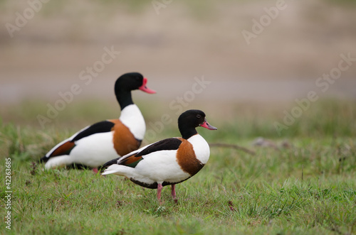 Brandgans, Common shelduck, Tadorna tadorna
