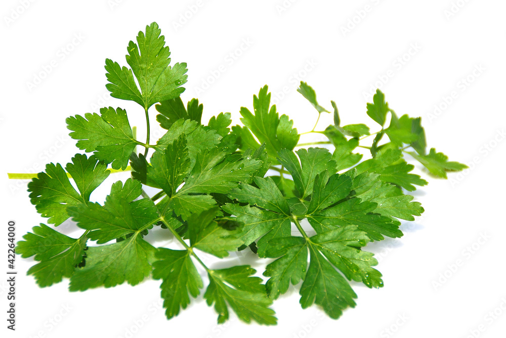 PLANTAS AROMÁTICAS CON SABOR, PEREJIL PLANTAS AROMÁTICAS CON SABOR, PEREJIL