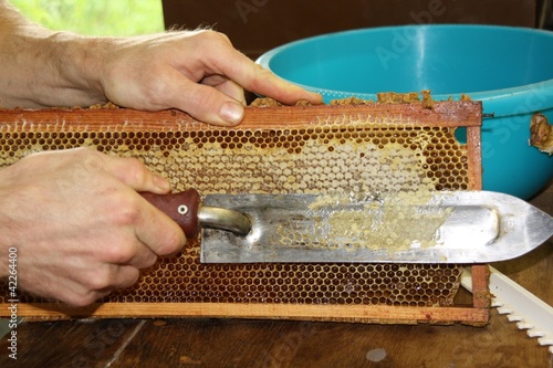 Apiculteur apiculture, désoperculer retirer la cire d'abeille