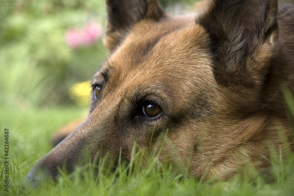 Deutscher Schäferhund 179 Deutscher Schäferhund 179