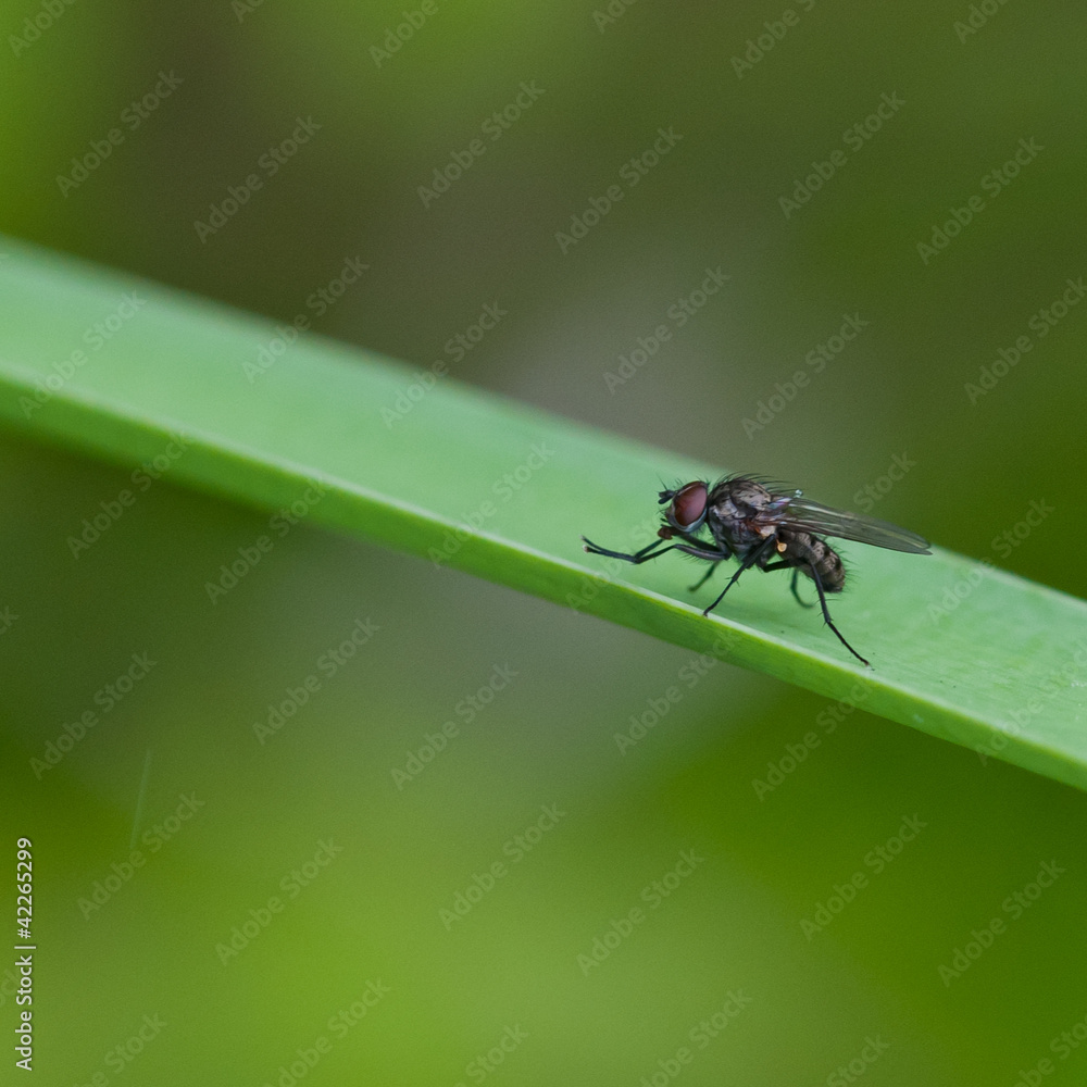 Another Fly Another Fly