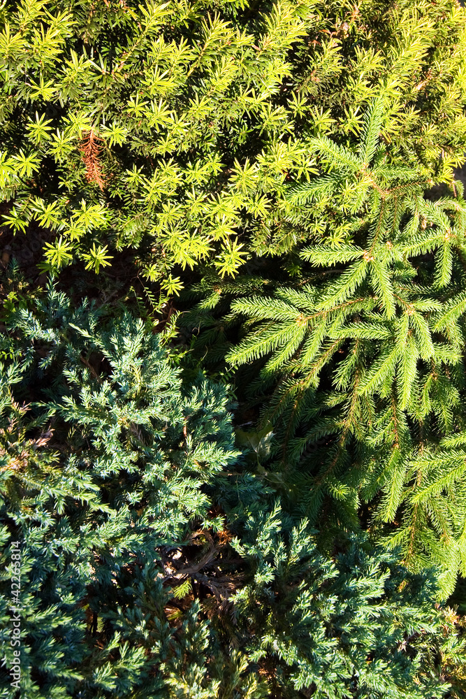 Conifers in detail - nature background Conifers in detail - nature background