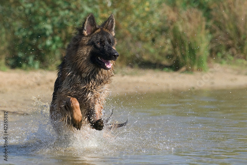 Deutscher Schäferhund 50