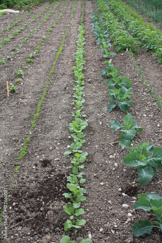 Jardin terre salade carotte pomme de terre