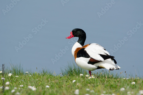 Brandgans, Common shelduck, Tadorna tadorna photo