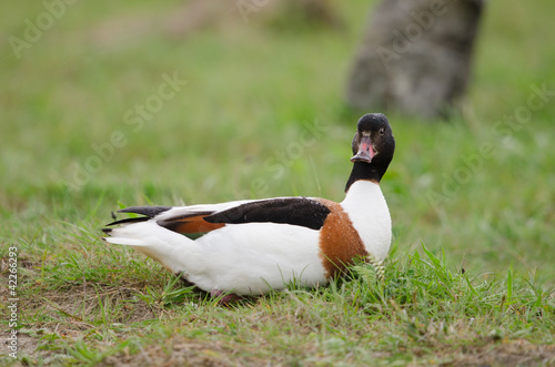 Brandgans, Common shelduck, Tadorna tadorna photo