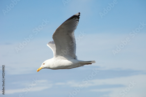 white sea gull flying in the blue sunny sky