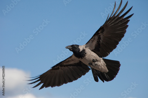 big grey crow flying in the blue sky