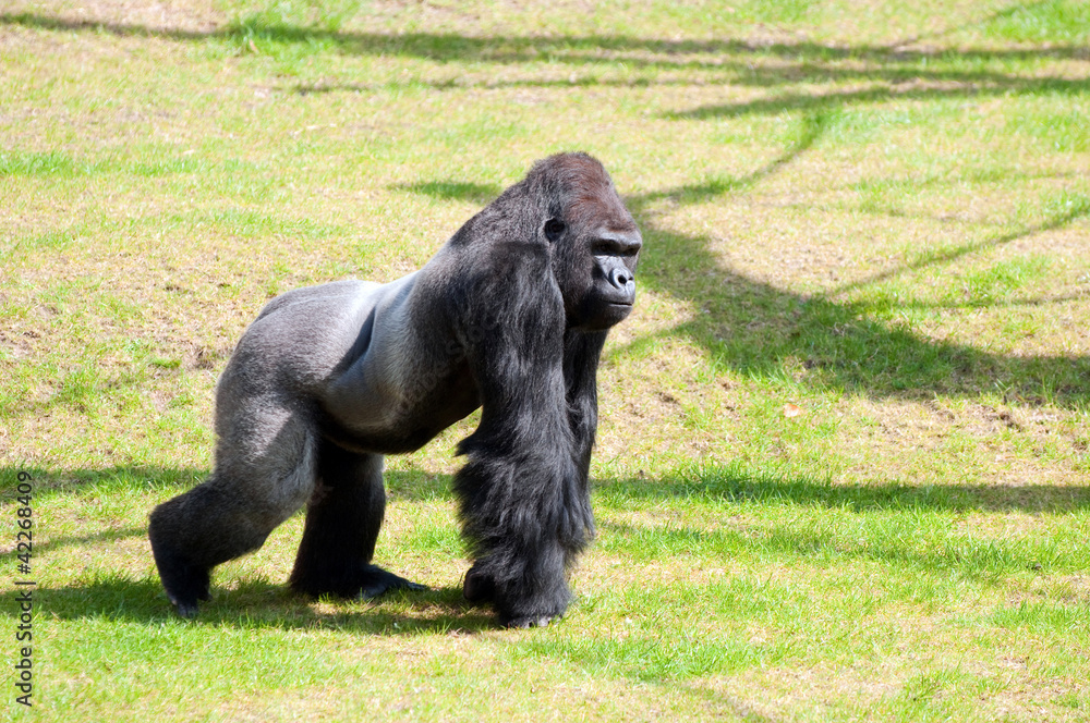 Fototapeta premium Gorilla in Berlin Zoological Garden