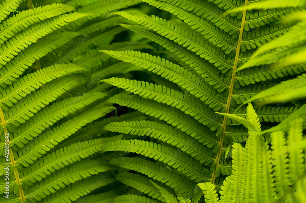 Green leaves of fern, tropical forest, are in sunbeams Green leaves of fern, tropical forest, are in sunbeams