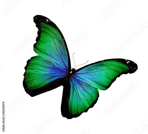 Photography Green,blue butterfly flying, isolated on white