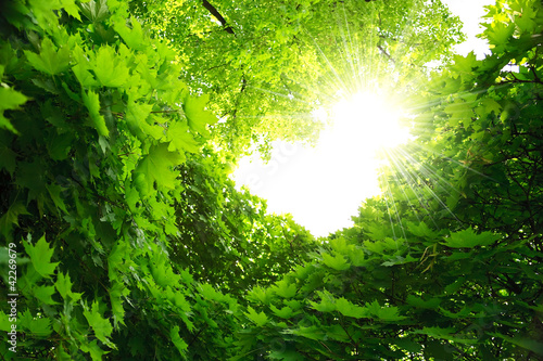 Lush green foliage of maple and sunbeams. Natural frame © Sunny Forest