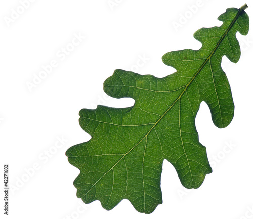 Blatt einer Eiche