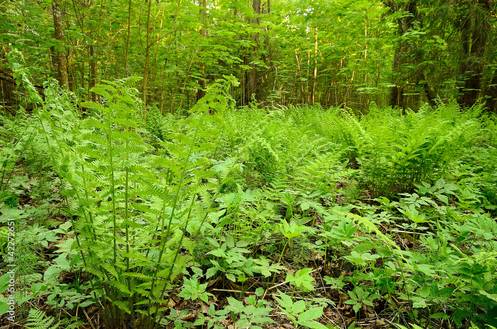 Fototapeta premium Fern in the woods