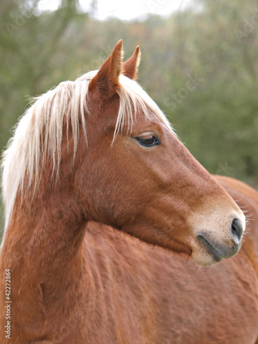 New Forest Pony Head Shot