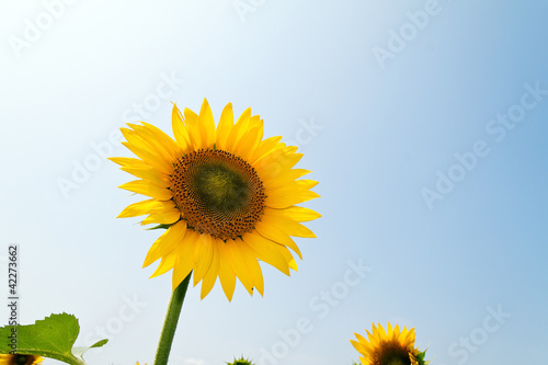 Sonnenblumen in leuchtendem Gelb