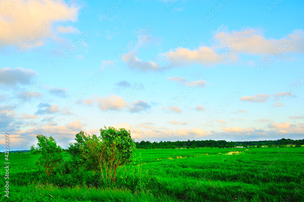 Green field Green field