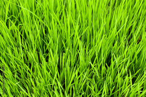 background of green beautiful rice field in asia