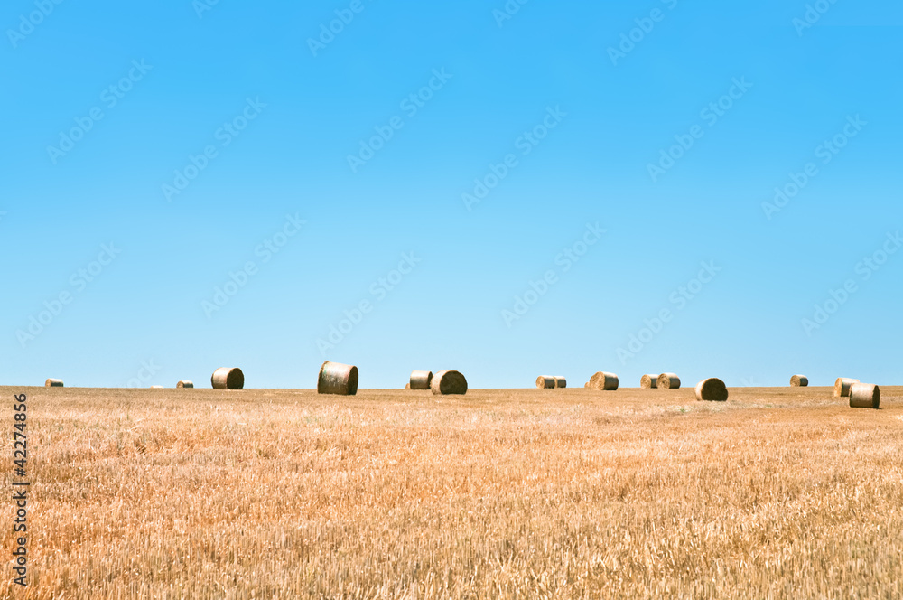 straw field